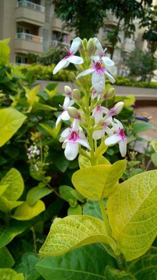 lumia-830-sample-shot
