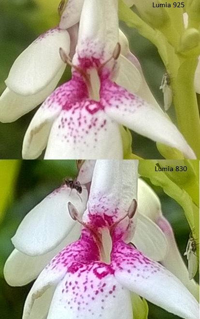 camera comparison between Lumia 925 and Nokia Lumia 830