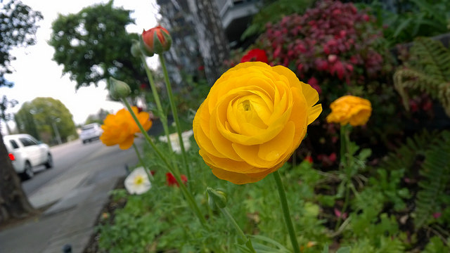 a sample picture from the Nokia Lumia Icon