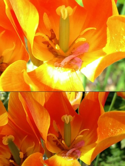 macro test - nokia lumia 1020 vs Galaxy S5
